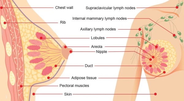 Diagram of the breast