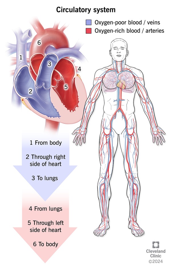 Diagram of the cardiovascular system