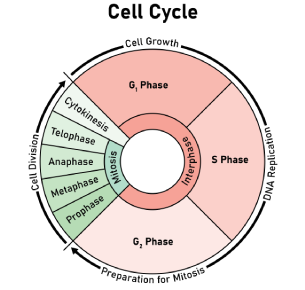 Diagram of the cell cycle