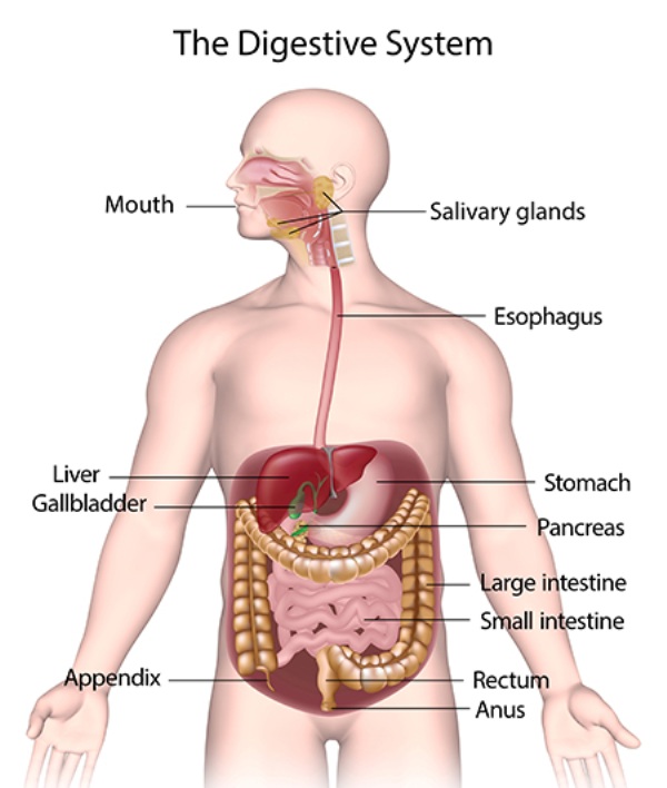 Diagram of the digestive system