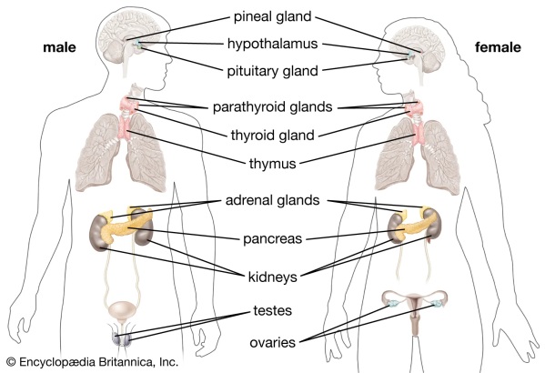 Diagram of the endocrine system
