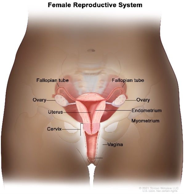Diagram of the female reproductive system