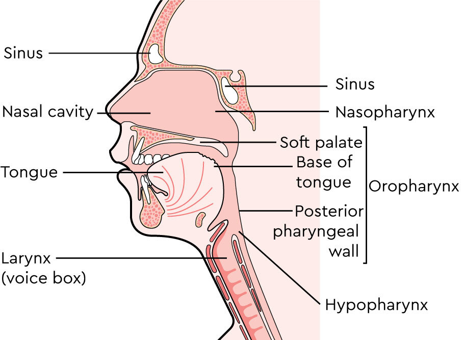 Diagram of the head and neck organs