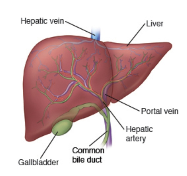 Diagram of the liver