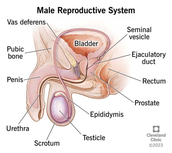 Diagram of the male reproductive system
