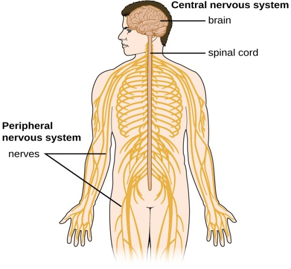 Diagram of the nervous system
