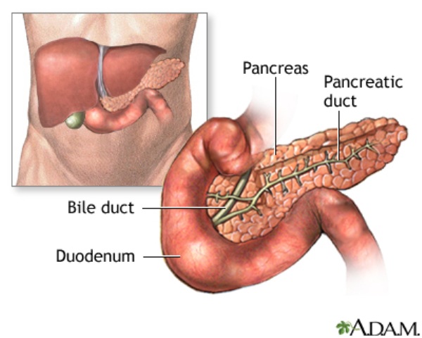 Diagram of the pancreas