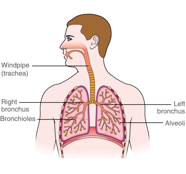 Diagram of the pulmonary system