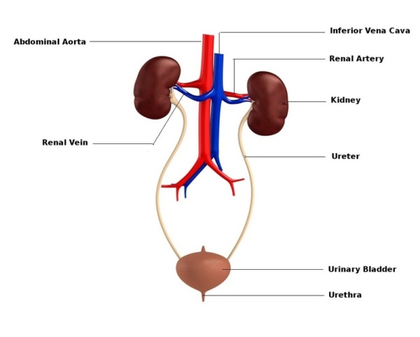 Diagram of the renal system