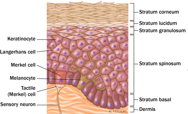 Diagram of the skin